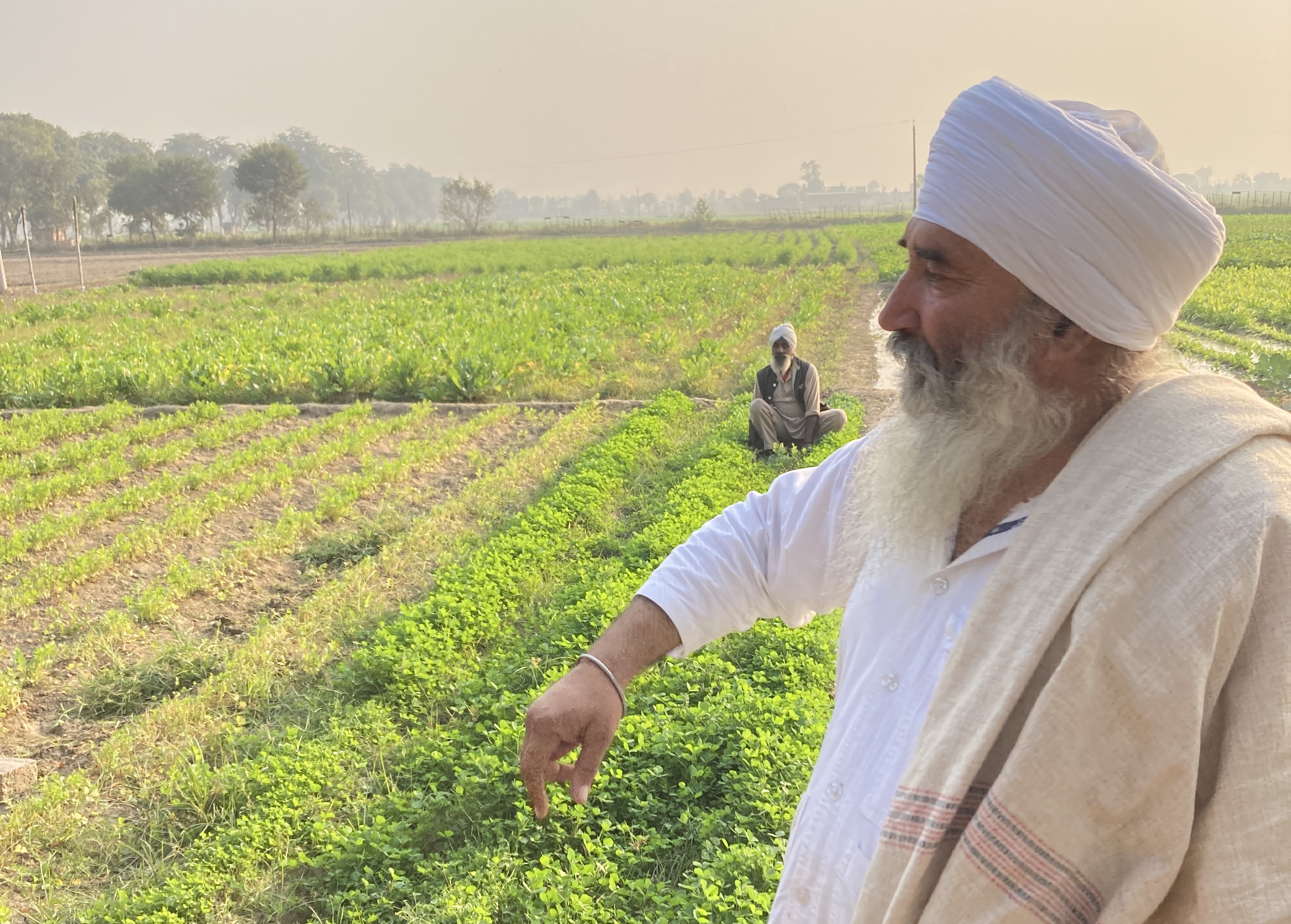 A Punjabi Farmer